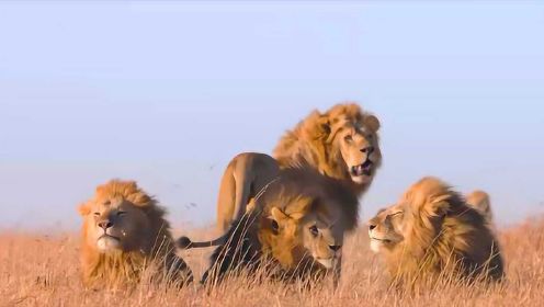 雄狮率领4个儿子，打败了老狮王并霸占所有母狮，成为草原之王！