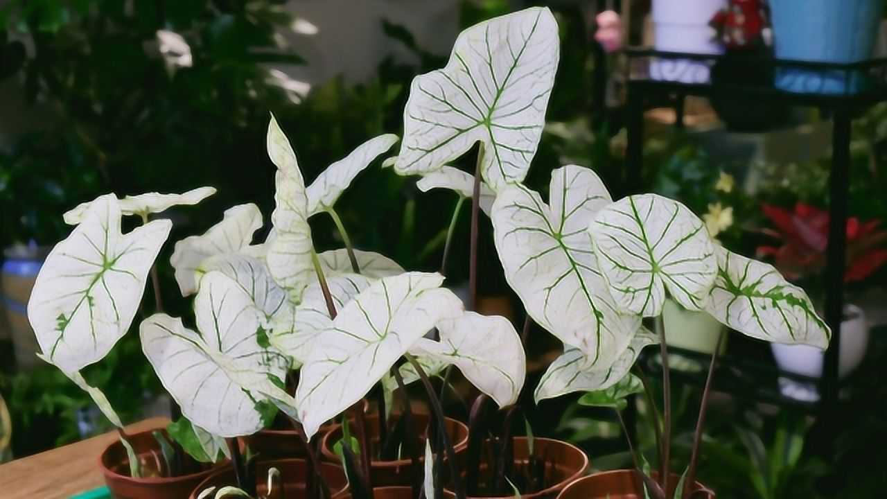 彩叶芋白色恋人高颜值的网红竹芋类植物的日常养护
