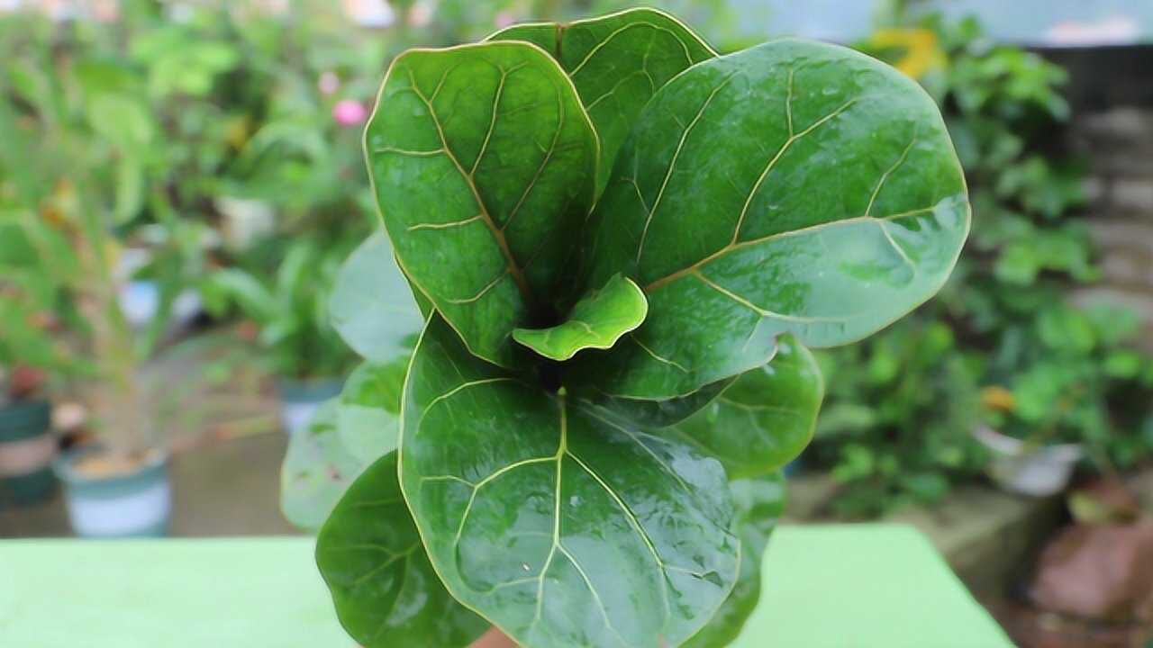 网红花卉琴叶榕养成大盆栽,选择一个好花盆很重要,随便控制体型