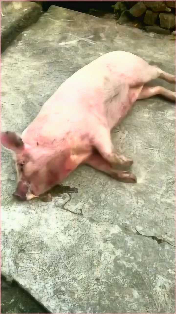 我把所有心事和压力跟猪说,结果猪扛不住死了!