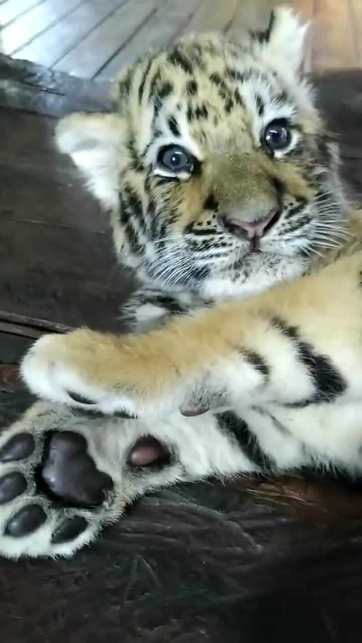 给你们看看小老虎的脚