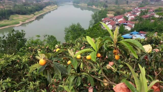 川南区域最大枇杷产业基地迎收