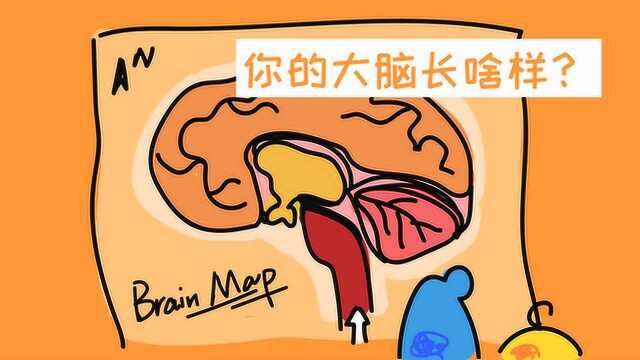 你的大脑长啥样?最靠谱的脑科学科普up告诉你!