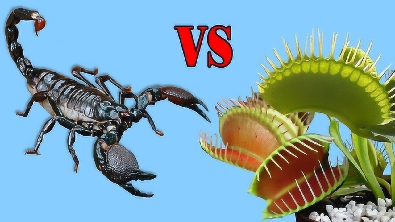 蝎子vs捕蝇草谁能更胜一筹最后一幕太震撼了