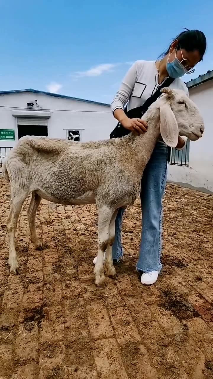 这只羊太瘦了,怎么吃都不长肉,骨瘦如柴!
