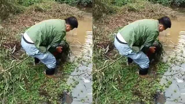 天天吃草长大的,没想到被草困住