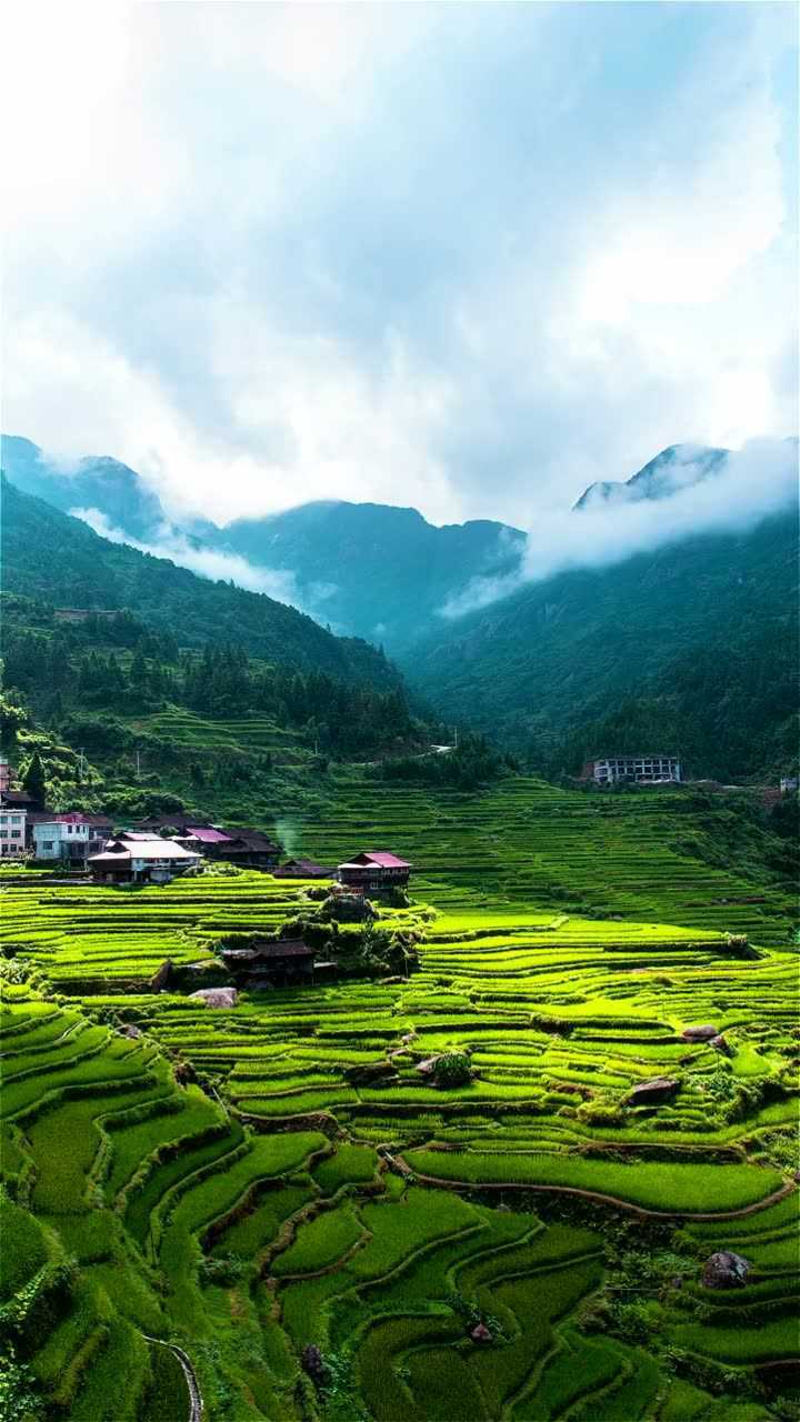 採菊東籬下,悠然見南山