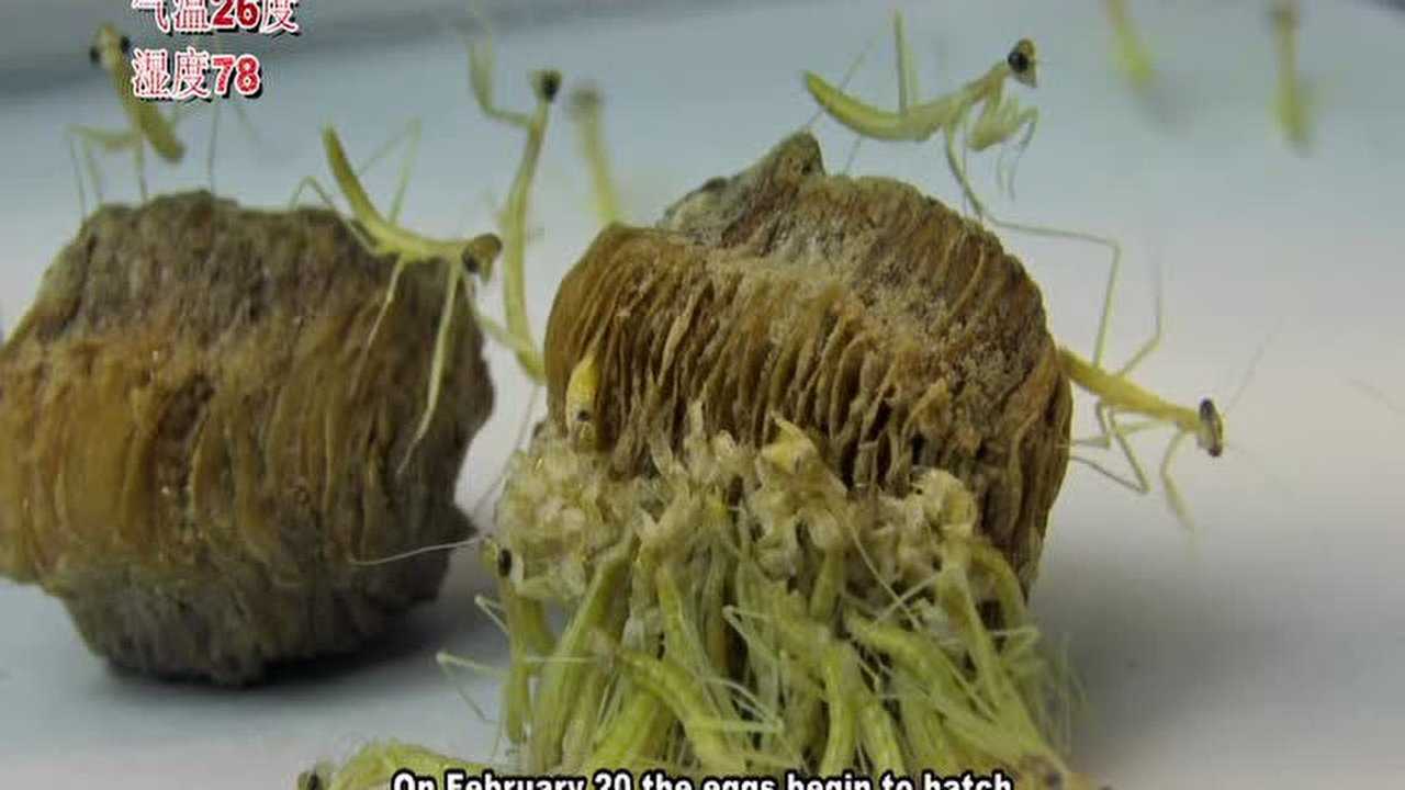 螳螂卵块的孵化