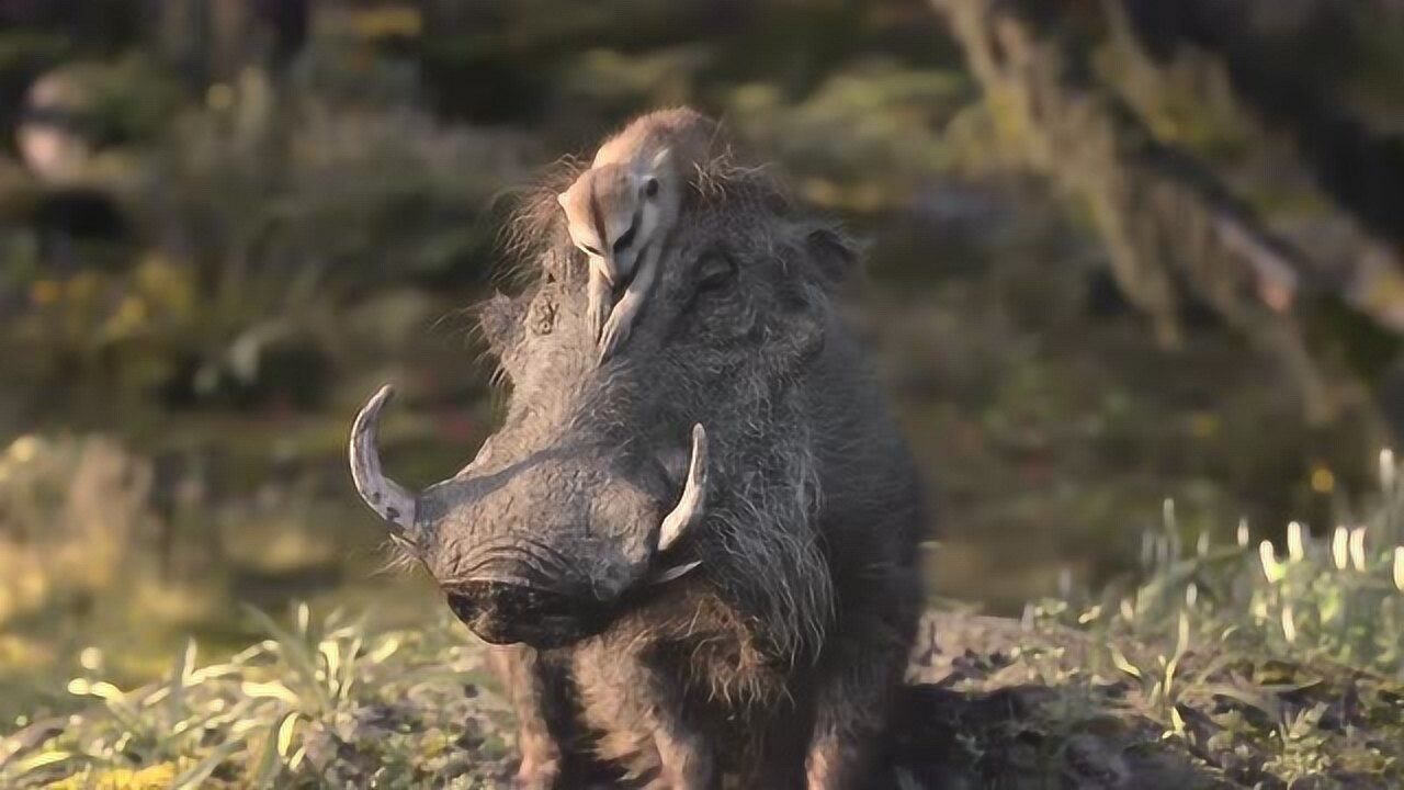 狮子王疣猪的好朋友完蛋了他为辛巴感到可惜