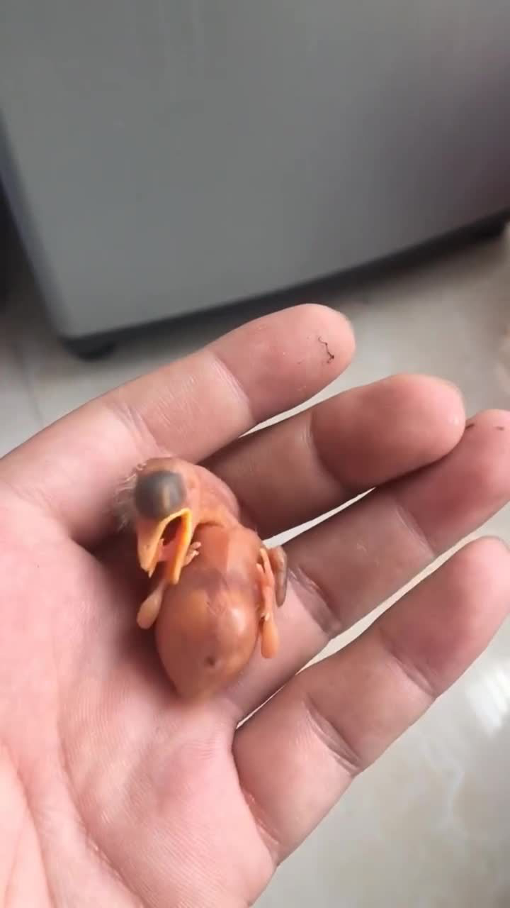 刚破壳的小鸟,人工喂养它,不知道能不能养活!
