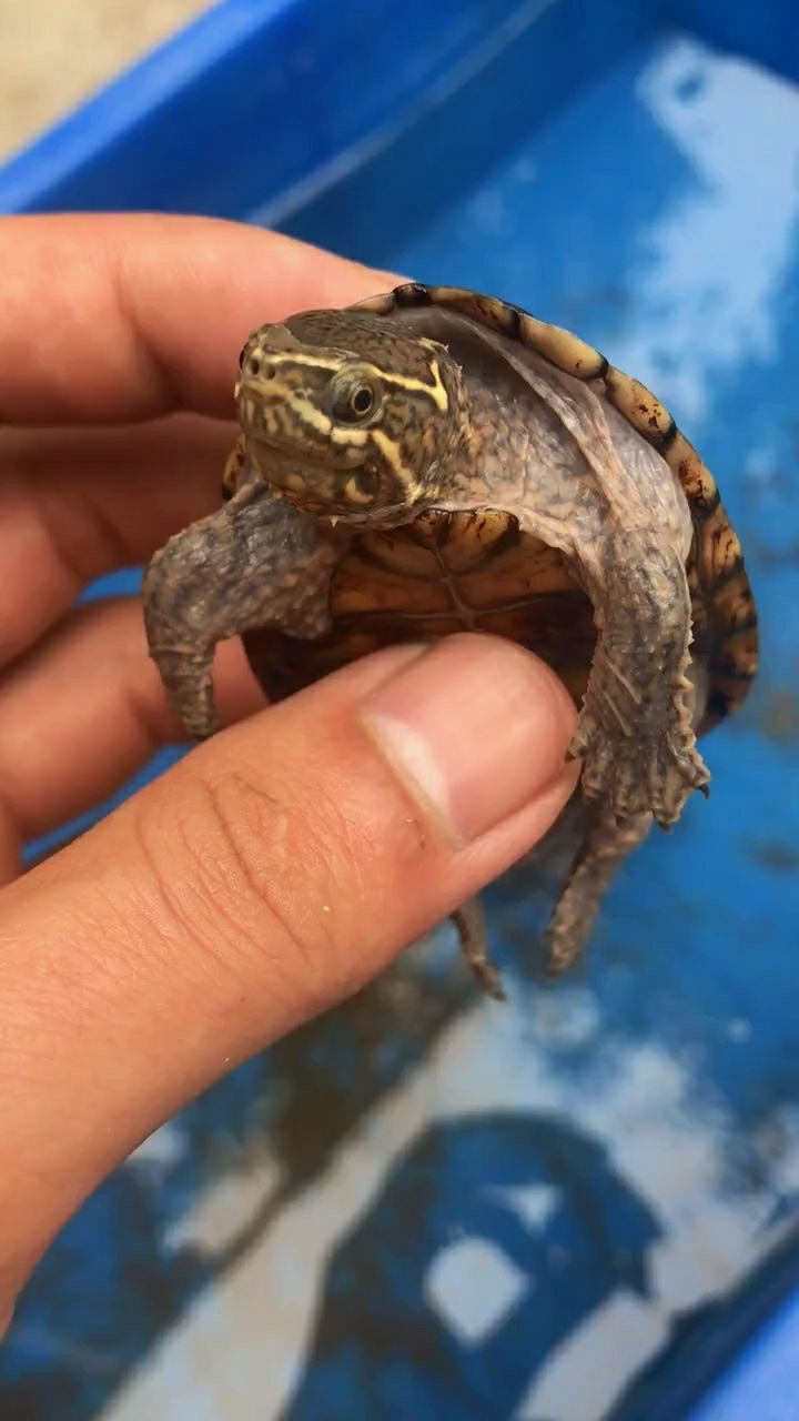 这只龟身体很强壮看看它的四肢都是比较有力的