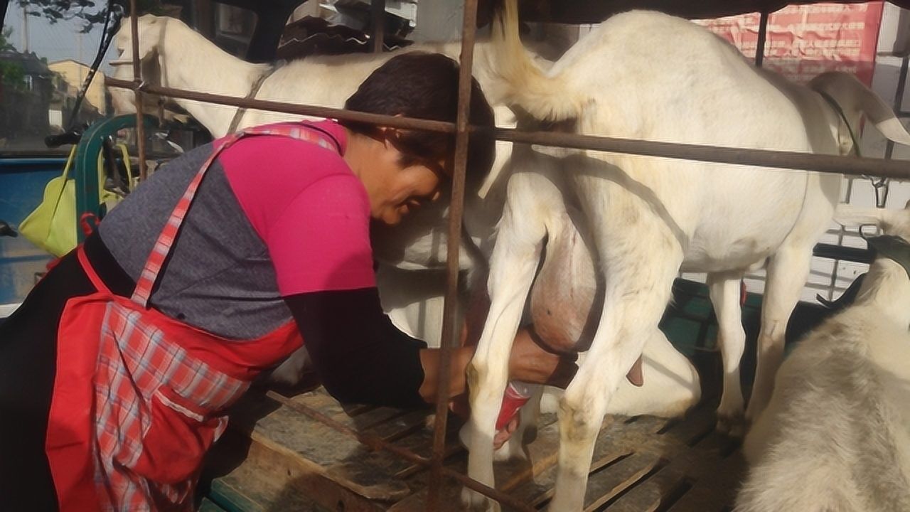 拉3只羊街边现挤现卖羊奶,一斤6元,您看这奶新不新鲜