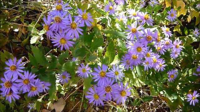 野草上长出好看花朵,根茎味辛性温,润肺下气、消痰止咳的功效