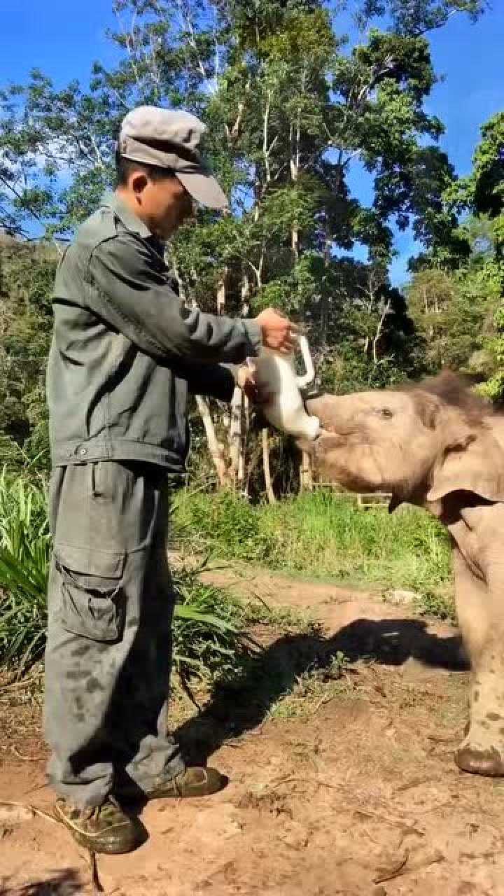 饲养员给小象喂奶一口就喝出是牛奶表情亮了