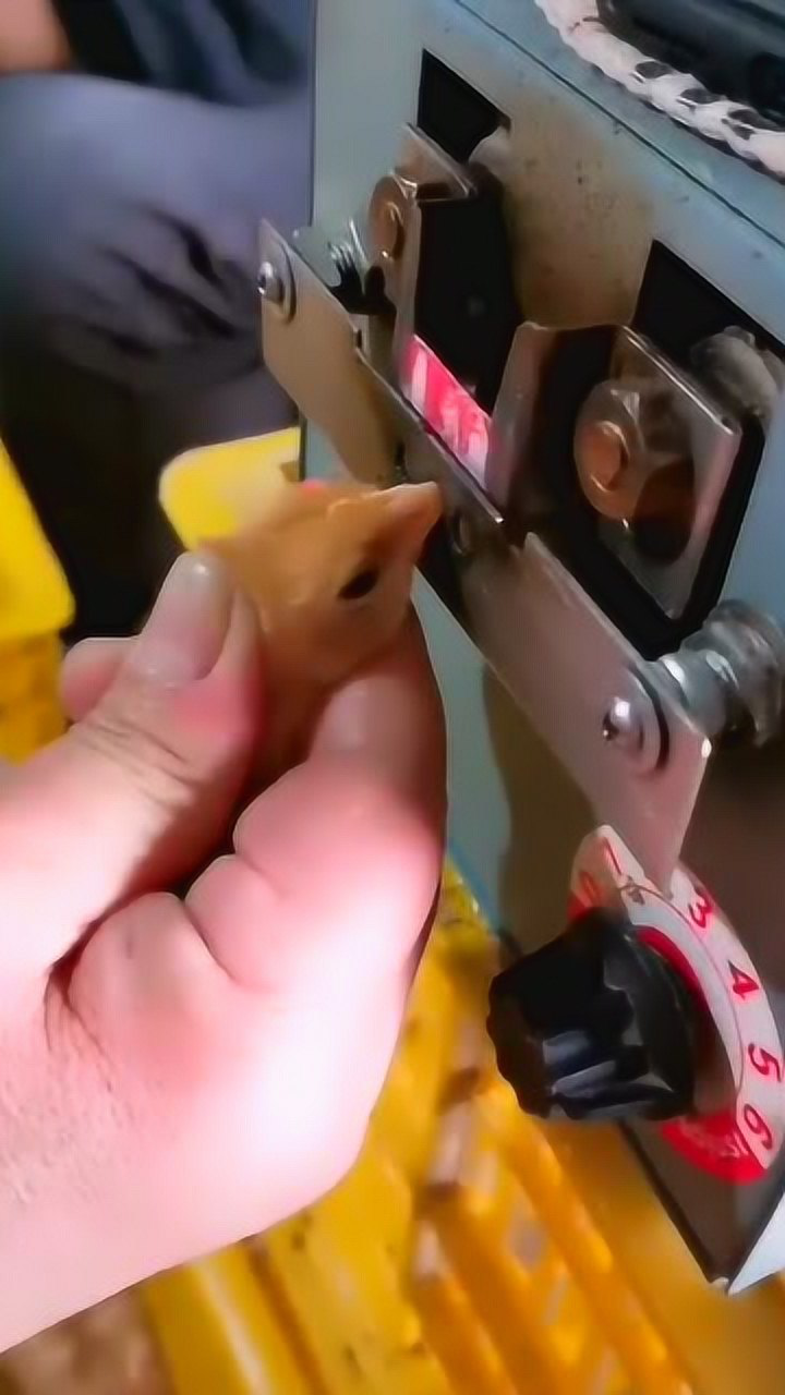 原来小鸡仔是这样断喙的机器压下来的瞬间长见识了