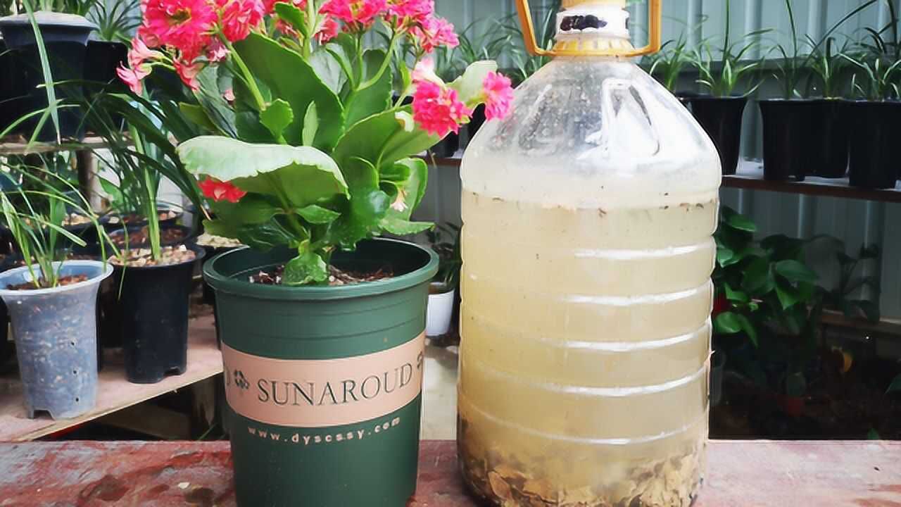 喜酸花卉最爱的矾肥水制作简单几步就能完成