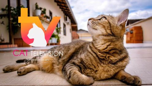 猫咪专属电视节目CATTV来了