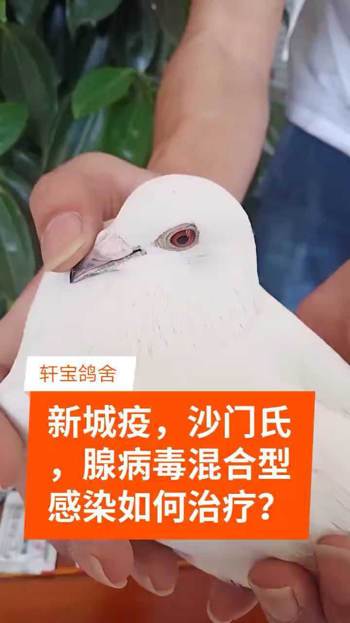 鸽子新城疫沙门氏腺病毒混合型感染如何治疗