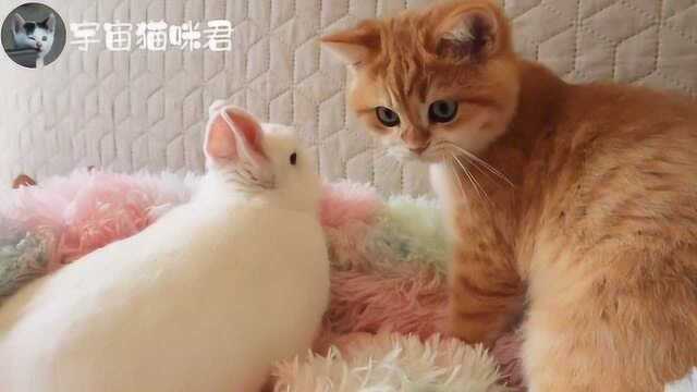 橘猫又看上了小白兔,花心!只是兔子全程这个表情,哈哈哈...