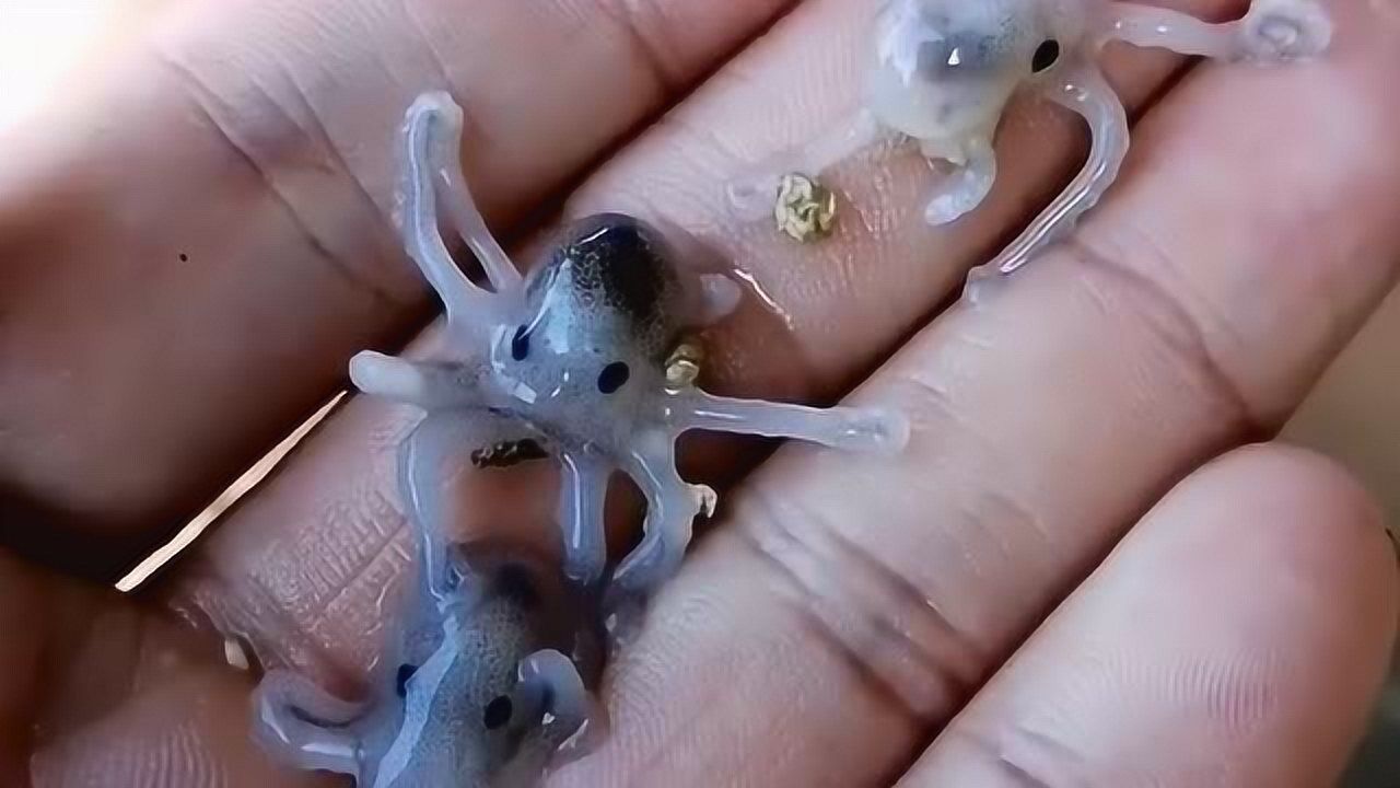 小时候的章鱼太可爱 ,但终究逃不过爆头的结果,网友:吃货的最爱!