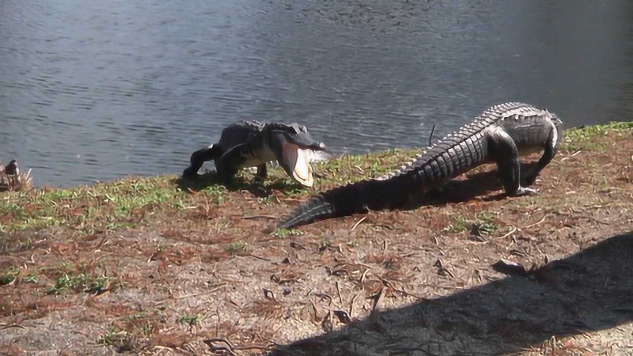两头鳄鱼大战同时使出死亡翻滚场面难得一见镜头记录精彩瞬间