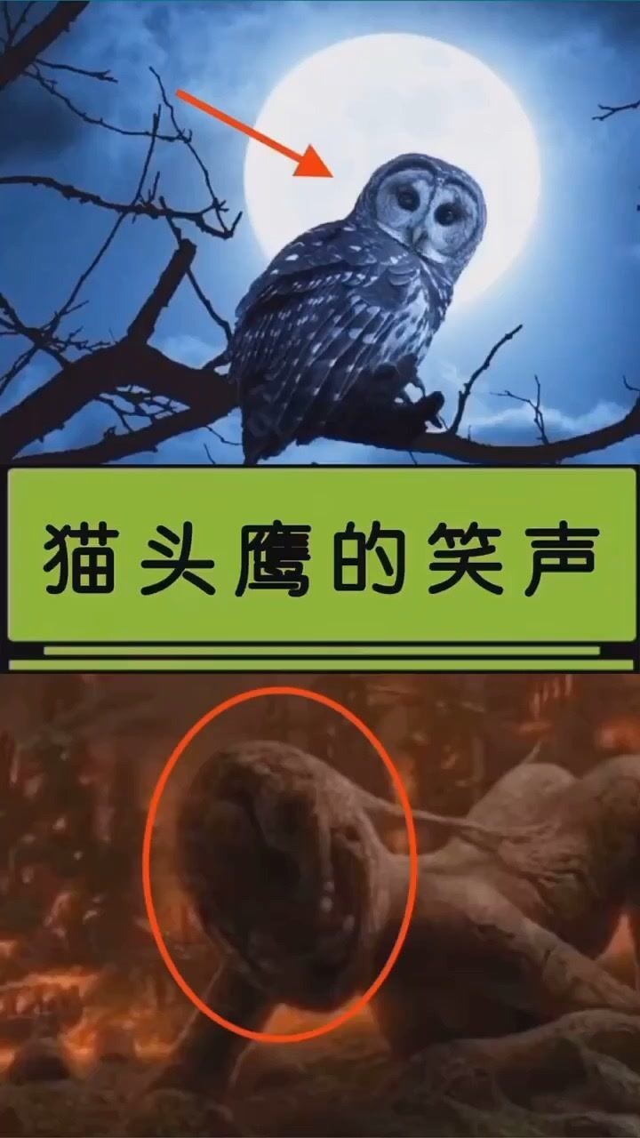 猫头鹰的笑声你听过吗_腾讯视频