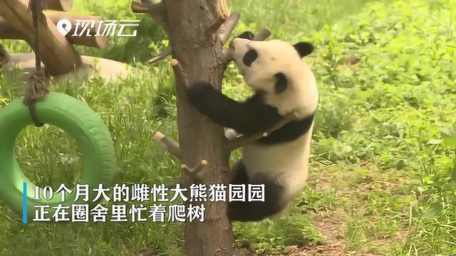 大熊猫园园:树枝再短 俺也要一步一步往上爬!