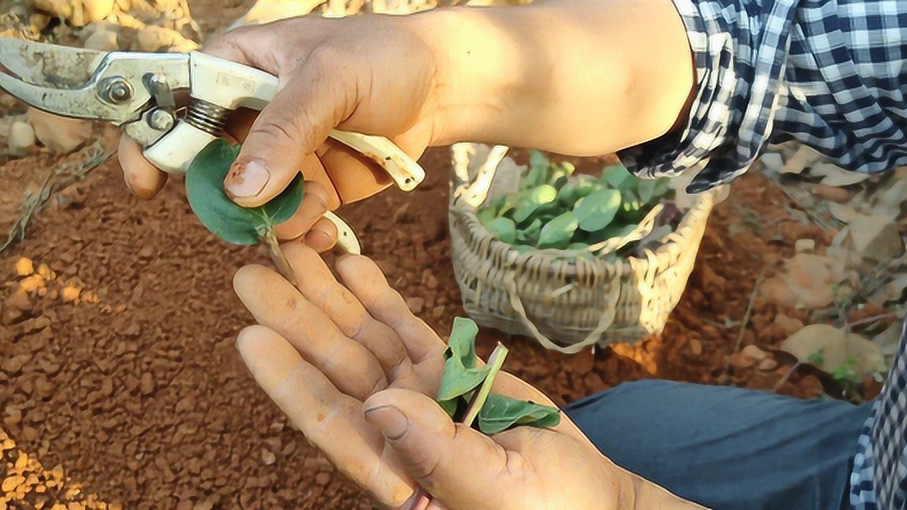 紫薇枝条扦插全过程用一张薄膜一张遮阳网一个月就能全部生根