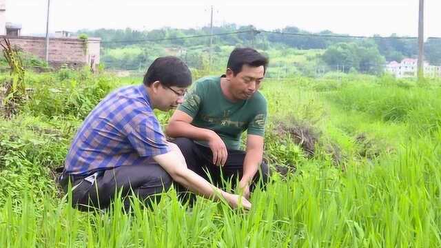 6.32赣县区田村镇切实做好水稻田间管理工作