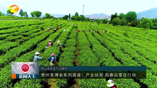 贵州茶博会系列报道:产业扶贫 阳春白雪在行动茶闻天下