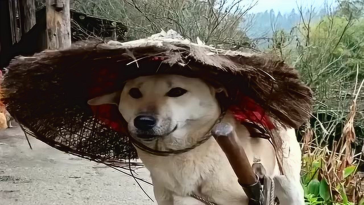 柴犬拔剑乱杀图片图片