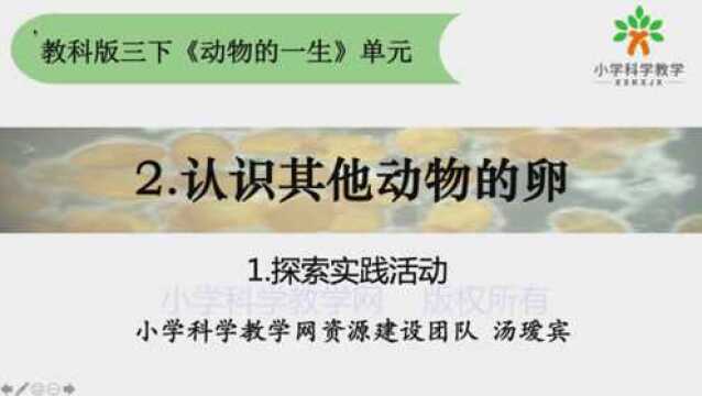 教科版小学科学2020年网课:三下22《认识其他动物的卵》(合辑)