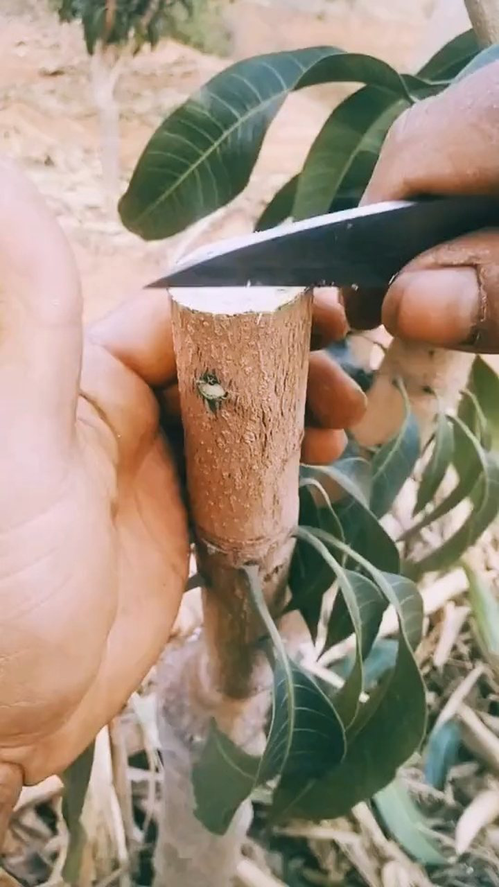 果树嫁接的完整过程.