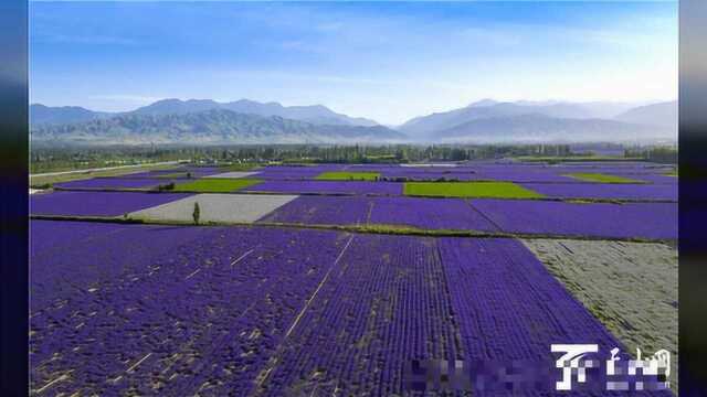 【高清组图】徜徉在霍城薰衣草万亩花海