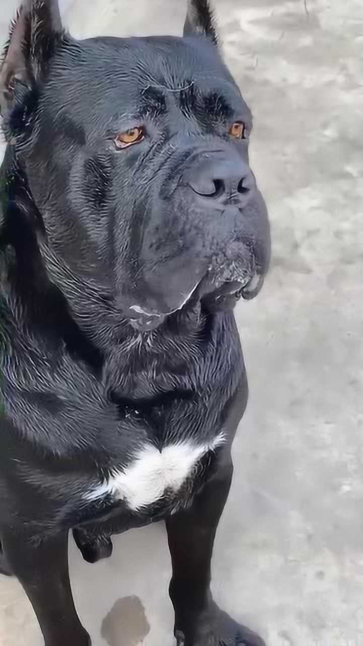这只卡斯罗犬我养了好久,它长得很凶猛,一般人不敢靠近它
