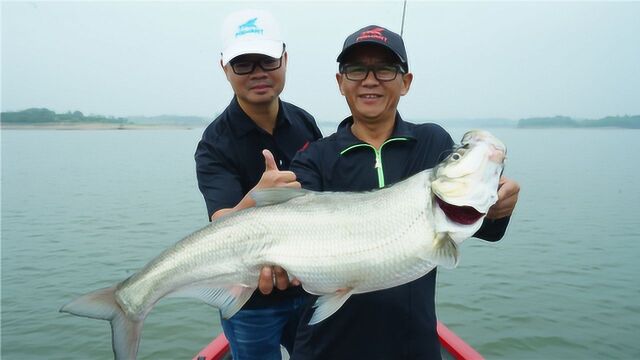 老炮说三岔湖的翘嘴不像鱼,它像“猪”