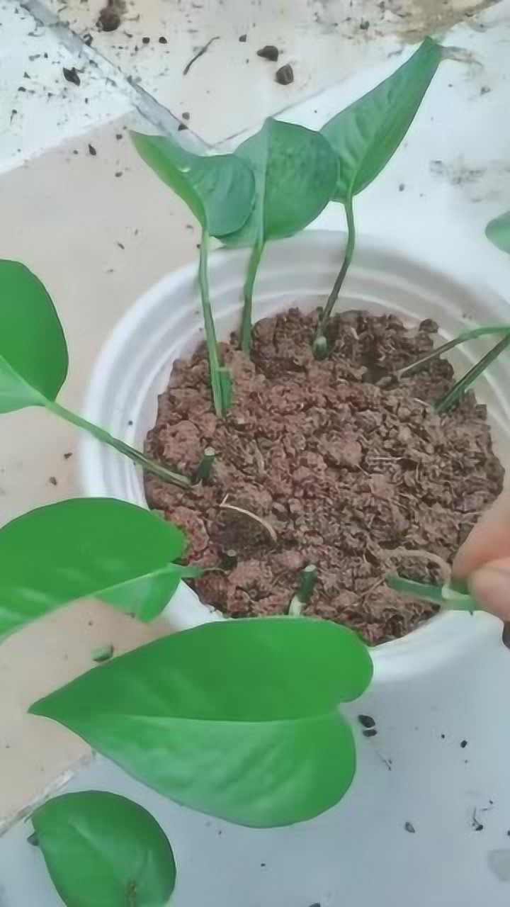 学会这样的绿萝扦插,以后就不用买了,成活率真高