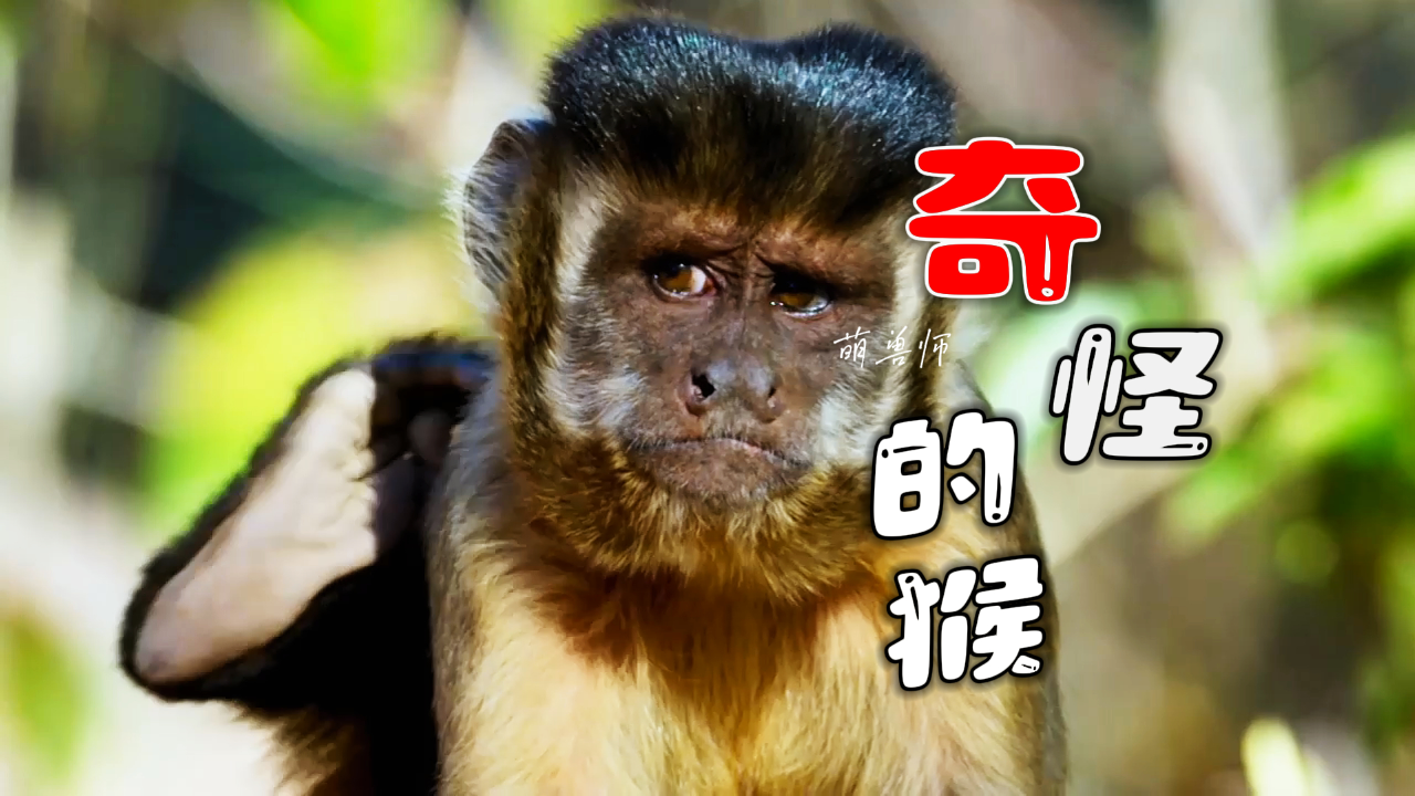 猴子怒砸价值几十万的摄影机,只为吃干果|纪录片