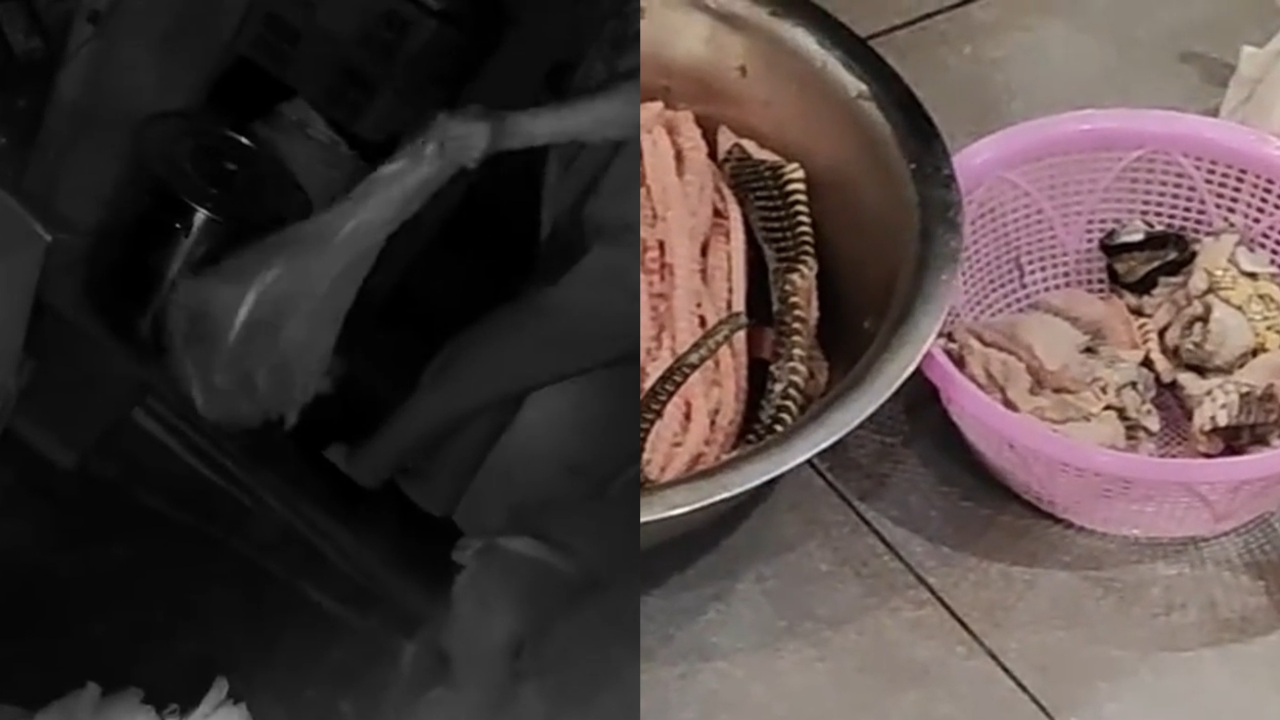 吓到尖叫!上海一餐饮店惊现"眼镜蛇""王锦蛇":65条活蛇