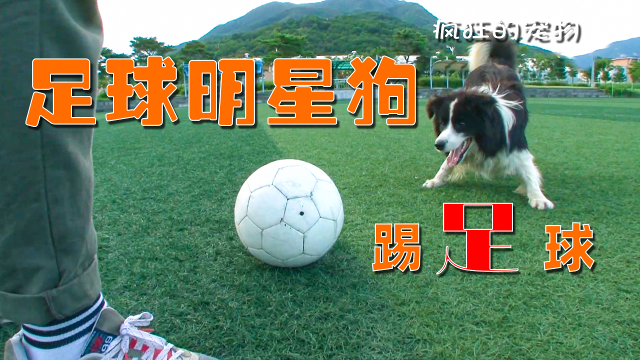 狗狗:我爱踢足球,我要参加世界杯,狗子靠踢球走红网络,纪录片