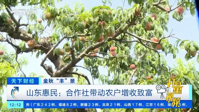 山东惠民:合作社带动农户增收致富