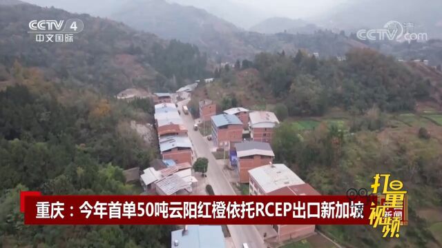 重庆:今年首单50吨云阳红橙依托RCEP出口新加坡