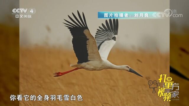 它是国家一级重点保护野生动物,被誉为“鸟类大熊猫”