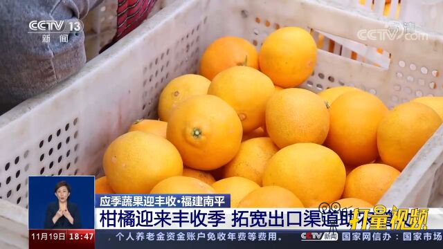 福建南平:柑橘迎来丰收季,当地拓宽出口渠道助农增收