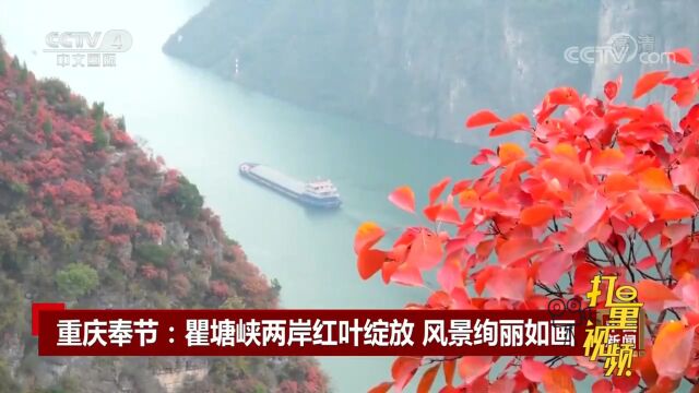 重庆奉节:瞿塘峡两岸红叶绽放,风景绚丽如画