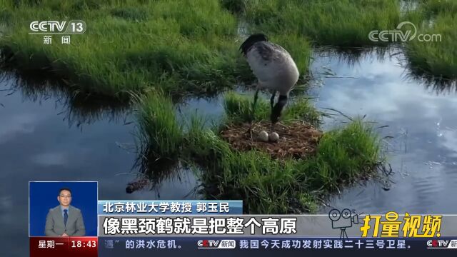 9种鹤类在我国生活,各自占据哪些地盘?