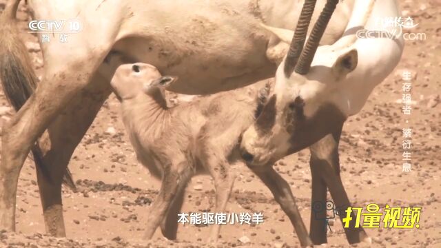 羚羊幼崽短短几天就已经足够强壮,能跟上群体的步伐