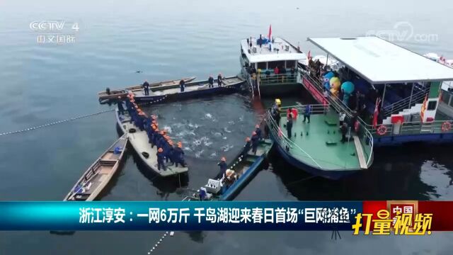 浙江淳安千岛湖一网6万斤,迎来春日首场“巨网捕鱼”丨中国新闻