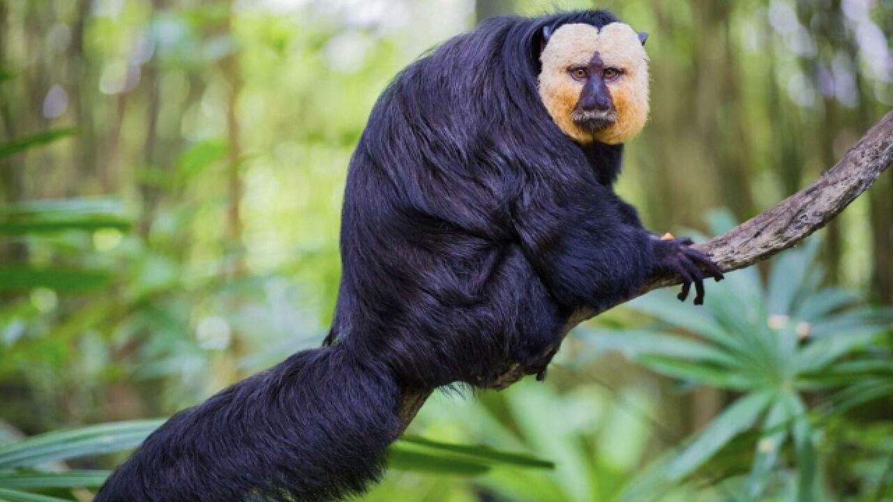 南京红山动物园猴子因长相炸裂走红,它是哪种猴子?虚胖丑萌又专情