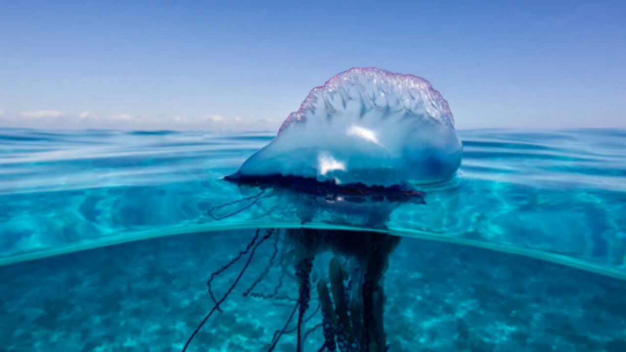 剧毒僧帽水母现深圳海滩,看它如何数十米开外毒杀猎物,方知为何要远离